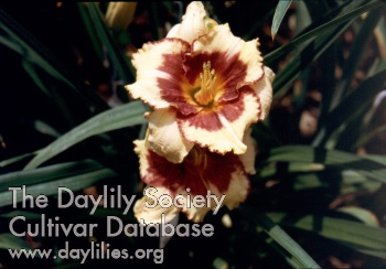 Daylily Bee's Knees